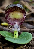 Corybas diemenicus Viened Helmut-orchid A5